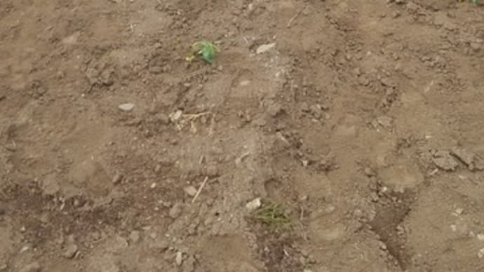 豆の苗を植える。