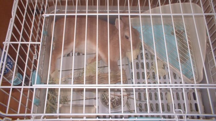 今日のマロン🐰です!