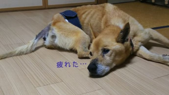 暑く長い9日間でした