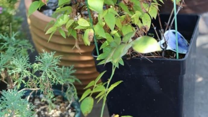 つるバラ「ピエール・ドゥ・ロンサール」、鉢の植替え