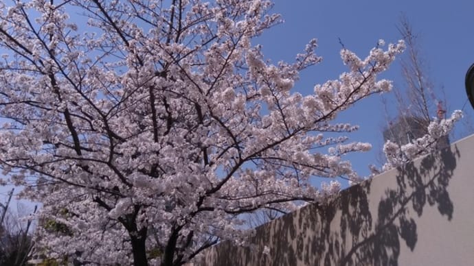 桜の大木が倒れ大けが日本中で進む「桜の高齢化」ソメイヨシノは樹齢60年ほどで倒木リスク増大