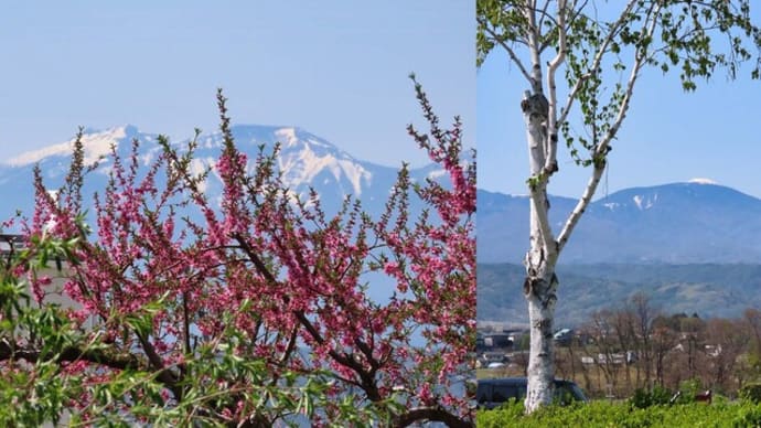 桃の花と雪山 いろいろ
