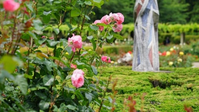 神代植物公園のバラ2
