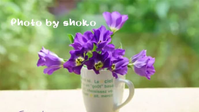 トルコキキョウ　Eustoma