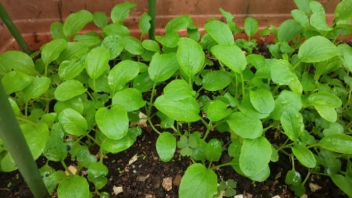 夏野菜栽培記録・㉒