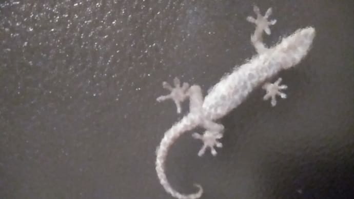 ヤモリ