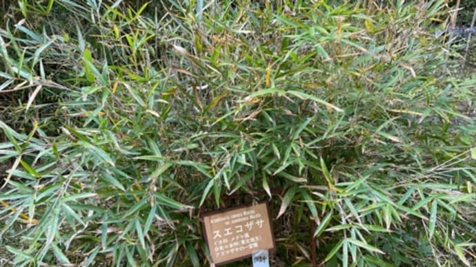 植物園、竹林の道で、スエコザサ発見