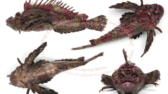 ちがい板 似て非なる根魚 ~ オニカサゴとガシラとオコゼ