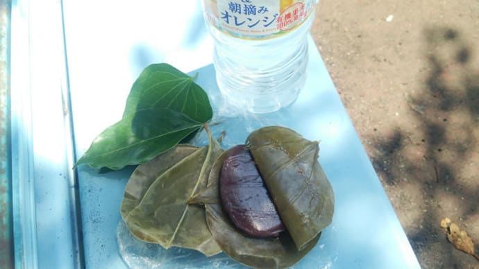 田んぼからの返信に感激♪