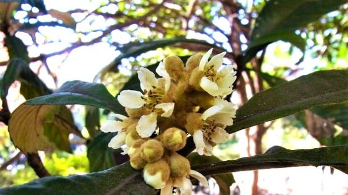 ビワ（枇杷）の花・カキ（柿）の実・昆虫コーナーと鳥・日記・俳句鑑賞