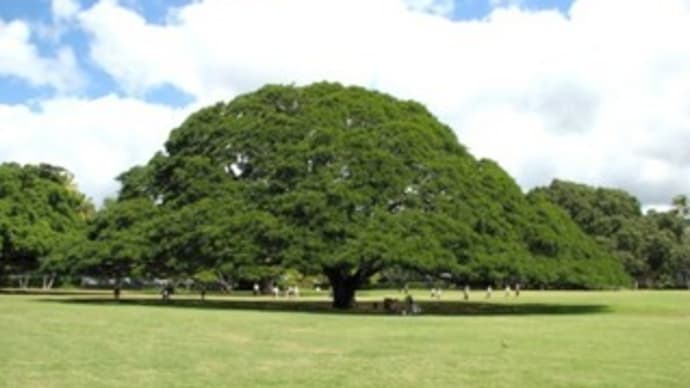 この木何の木（ハワイ旅行記①）
