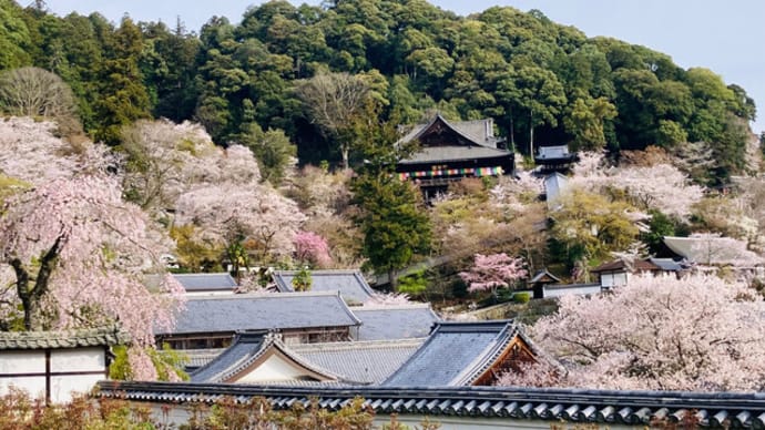 長谷寺の桜、今年もあっぱれ!