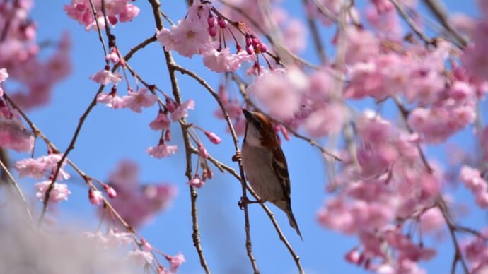 ニュウナイスズメ　('23-5)　青空のもと　枝垂桜を愛でる　・・・