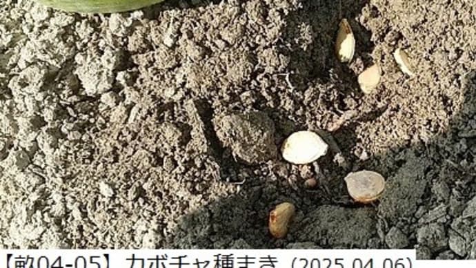 市販野菜を利用して野菜づくりに挑戦