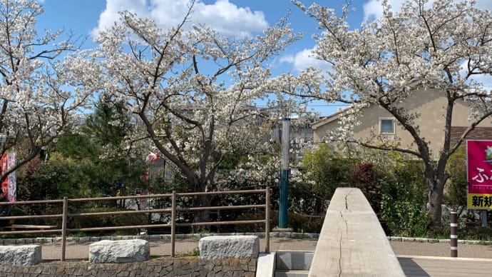 青い空と桜