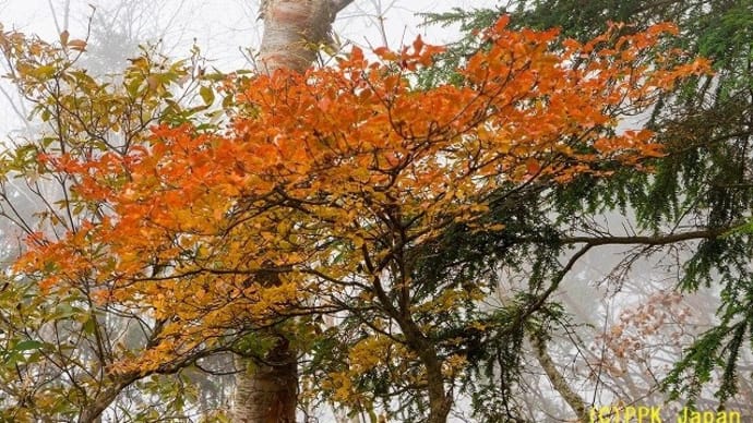 2019 雨ケ岳・タカデッキ 霧中の紅葉山行 その2 タカデッキからの復路