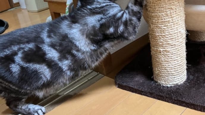 騙された~