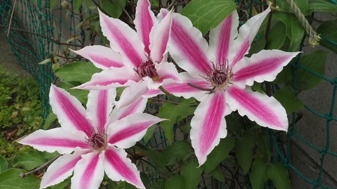 庭の花