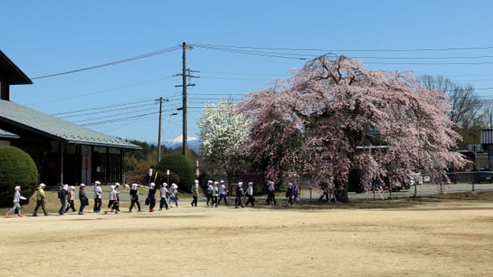 飯田市 旧山本中学校杵原学校の桜 7