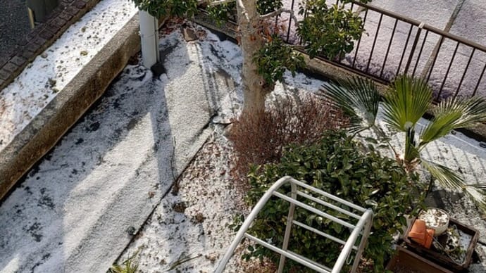 2/8(土) 庭に❄️雪❄️〜積もっていました。