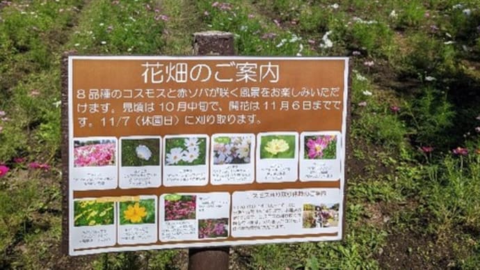 コスモス