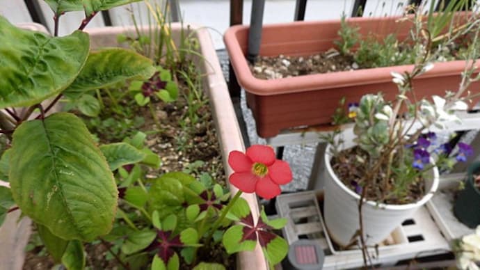 ハッシュタグ 花 バルコニーの花 デッペイアイアンクロス オキザリス カタバミ Goo Blog Gooブログ