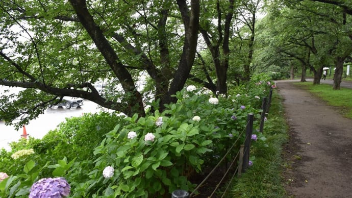 あじさい　埼玉県幸手市権現堂公園　第19回幸手あじさいまつり（3）