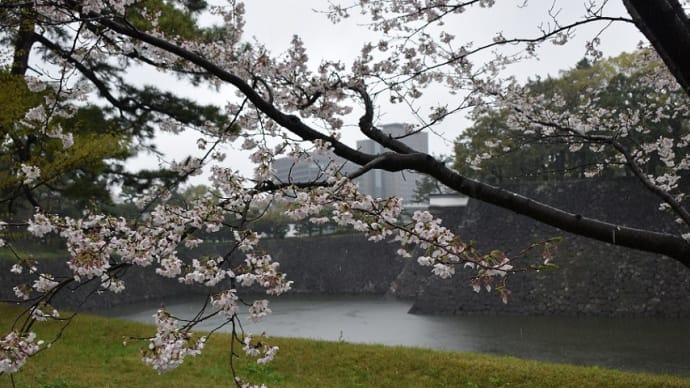 ☆2023年 * 皇居乾通り観桜 一般公開