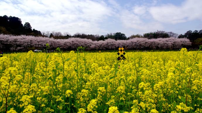 巾着田 菜の花まつり