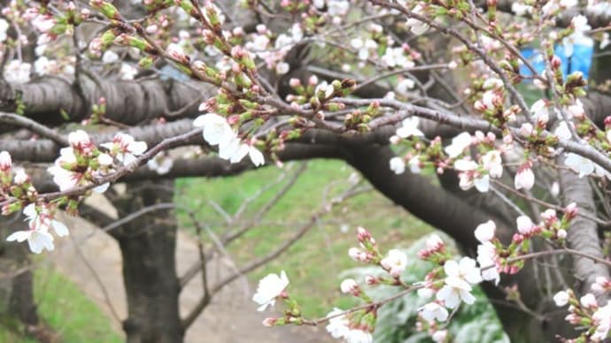 桜咲きました。