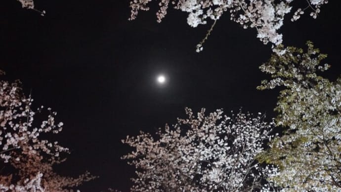 伊勢市「宮川堤の夜桜」見てきました～(^^) 2023