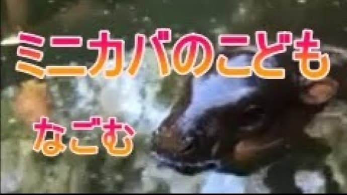 プールで和むカバの赤ちゃんをご覧ください。