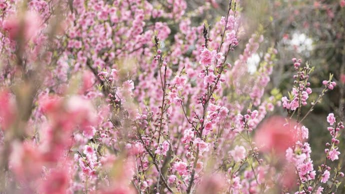 2025.3.13 桃の花(御浜町志原)