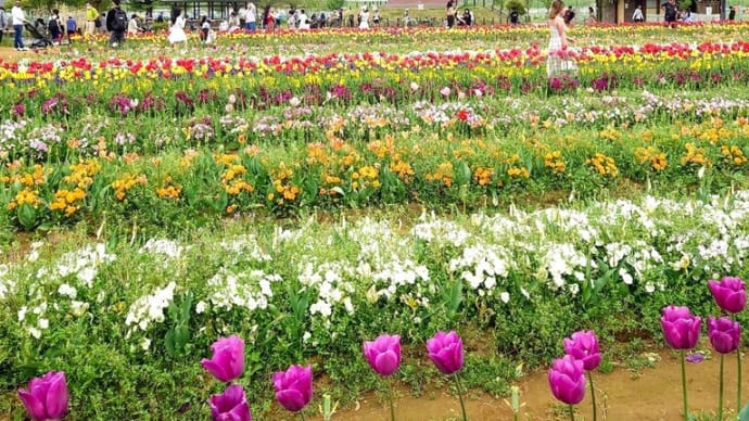 チューリップ、あけぼの山農業公園で