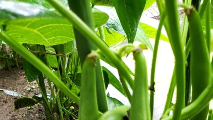 数日でここまで大きく成ってたいんげん豆