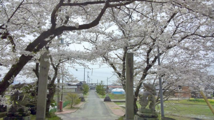 須賀神社（祇園）さんの桜