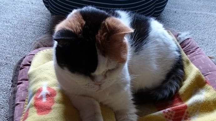 もたれ寝