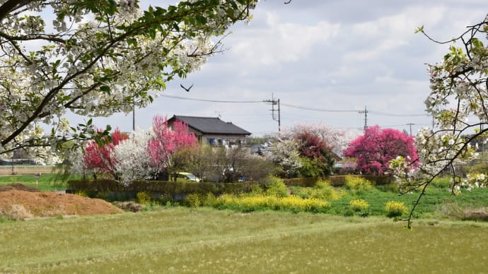 さくら狩り　埼玉県比企郡吉見町　さくら堤公園（5）さくら堤公園橋