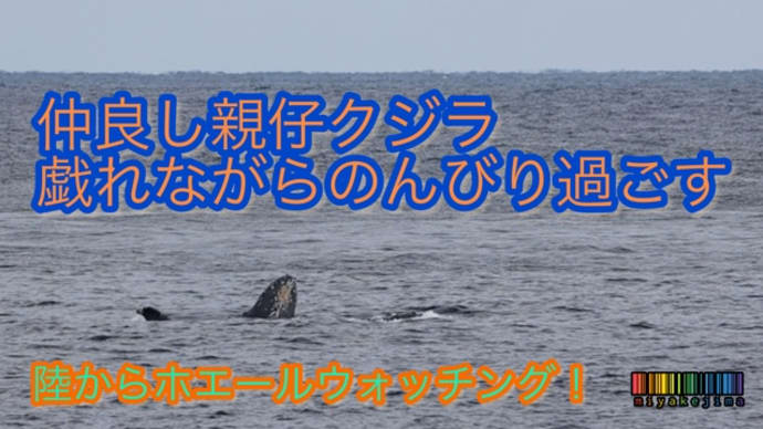 仲良し親仔クジラがずっと戯れていた日