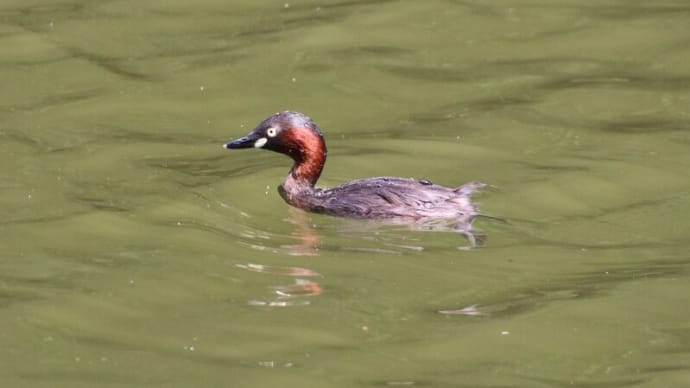 湖畔の鳥や蝶