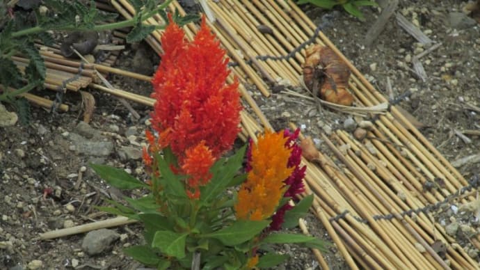 6月の花 3