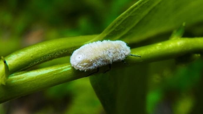 カイガラムシも? アブラハヤ交雑個体も?