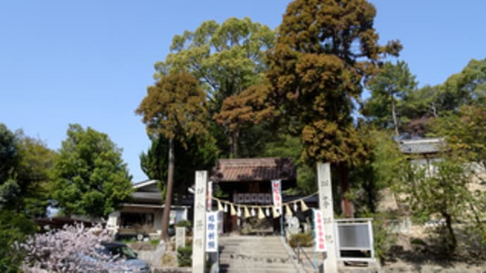 備後護国神社の早咲きの桜が見頃