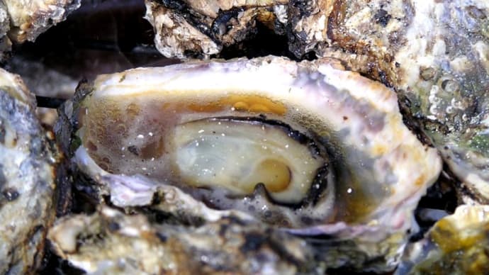 車海老養殖場の天然カキを味わう