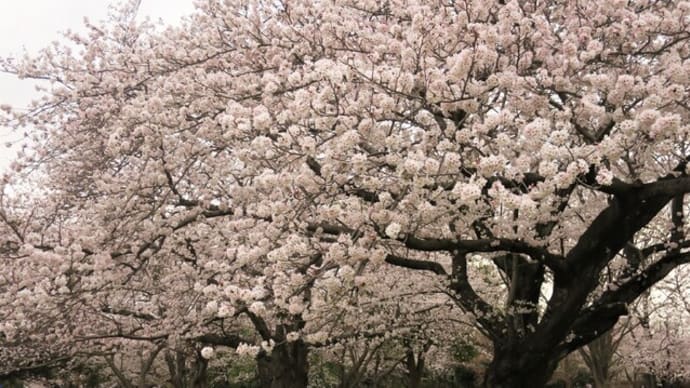花見散歩~大庭城址公園