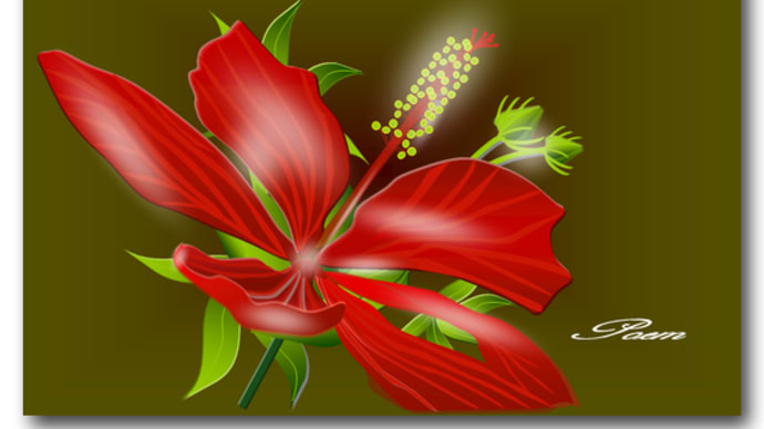 懐かしい夏の花　『紅葉葵』（モミジアオイ）