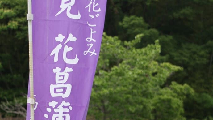 馬見丘陵公園の花菖蒲