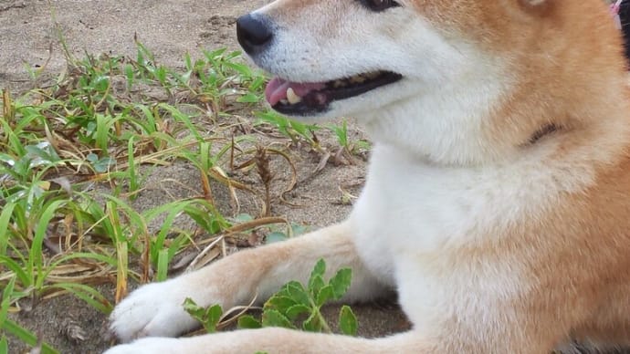 クリンを写真で偲んで・・・254日目