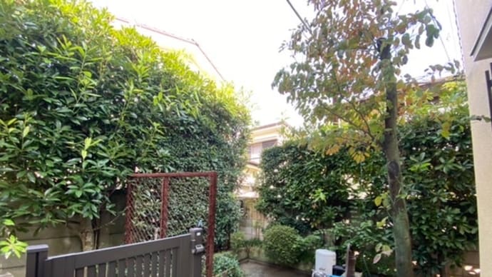 ノウゼンカズラの剪定 植木屋 鈴木商店ブログ
