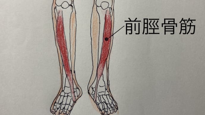 前脛骨筋と膀胱の関係